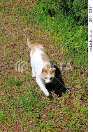 Young cat takes a first springtimes walk around the house, surroundings of Zagreb, Croatia Young cat takes a first springtimes walk around the house, surroundings of Zagreb, Croatia 89445354