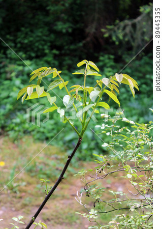 Springtime's very young walnut leaves and branches, surroundings of Zagreb, Croatia Springtime's very young walnut leaves and branches, surroundings of Zagreb, Croatia 89445355