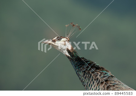 Female peacock head, detailed photo close up with beautiful bokeh. Female peacock head, detailed photo close up with beautiful bokeh. 89445583