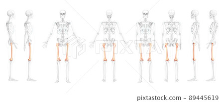 Set of Skeleton femur thigh bone Human front back side view with partly transparent bones position. Realistic 3D flat 89445619