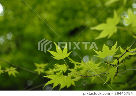 Fresh green season Fresh green season 89445794