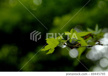新鮮的綠色季節 新鮮的綠色季節 89445795