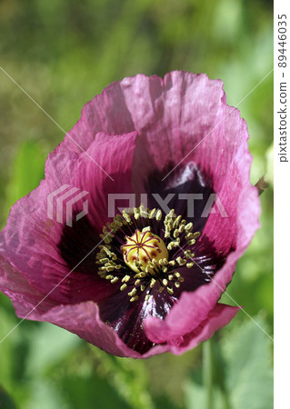 A single purple papaver setigerum flower blooming in the spring field A single purple papaver setigerum flower blooming in the spring field 89446035
