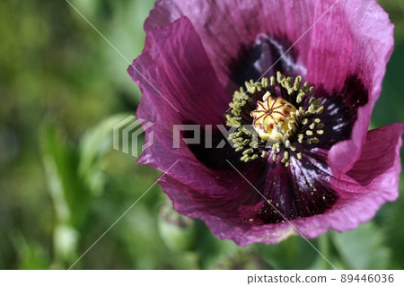 開花在春田的一朵紫色罌粟花 89446036