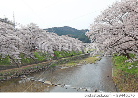 Cherry blossoms in Minesakura Park 89446170