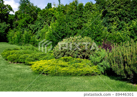 evergreen pine and thuja bushes on a lawn with green grass in a park with deciduous trees on a sunny spring day, eco friendly parkland perspective view, nobody. evergreen pine and thuja bushes on a lawn with green grass in a park with deciduous trees on a sunny spring day, eco friendly parkland perspective view, nobody. 89446301
