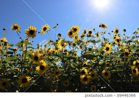 Sunflower flowers that seem to be comfortable surrounded by sunlight 89446366