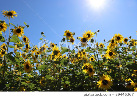 象徵夏天的太陽和向日葵花 89446367