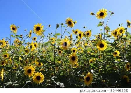 一群自然融入藍天的向日葵 89446368