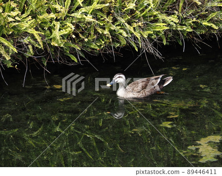Spot-billed ducks swimming slowly in the pond 89446411