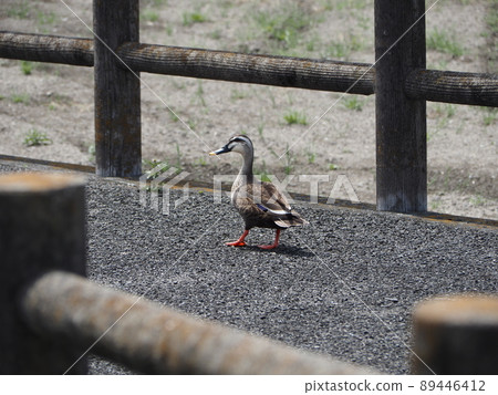 Spot-billed ducks walking on the promenade of the performance 89446412