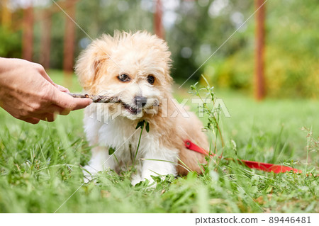 The owner of the dog gives a stick in the teeth of a Maltipoo puppy The owner of the dog gives a stick in the teeth of a Maltipoo puppy 89446481