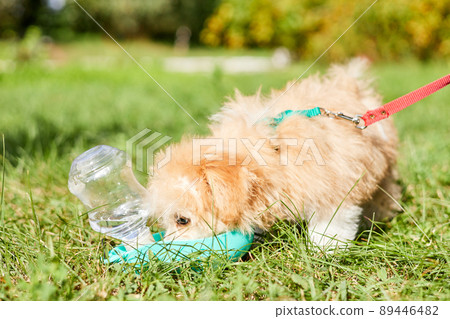 Little Maltipoo puppy drinks water from a road drinking bowl in the green grass 89446482