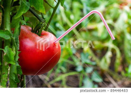 Ripe red tomato with straw hanging on a bush. Fresh juice healthy food concept. Tomato as a vessel with fresh juice. Closeup, selective focus, green background 89446483