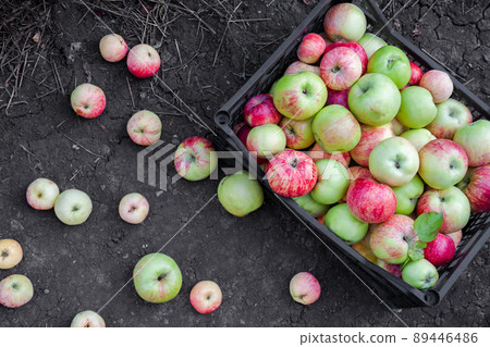 Red, yellow and green apples just picked from an orchard. Apples are in a plastic crate on the ground. Harvesting apples. Top view Red, yellow and green apples just picked from an orchard. Apples are in a plastic crate on the ground. Harvesting apples. Top view 89446486