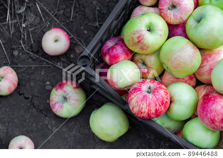 Red, yellow and green apples just picked from an orchard. Apples are in a plastic crate on the ground. Harvesting apples. Top view, toned, closeup Red, yellow and green apples just picked from an orchard. Apples are in a plastic crate on the ground. Harvesting apples. Top view, toned, closeup 89446488