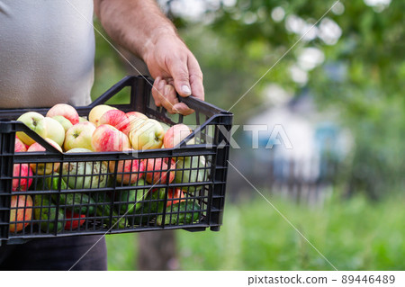 A farmer man collected the harvest in the garden. A summerman holds plastic box with apples, cucumbers and zucchini on the green plants background. Closeup, selective focus A farmer man collected the harvest in the garden. A summerman holds plastic box with apples, cucumbers and zucchini on the green plants background. Closeup, selective focus 89446489