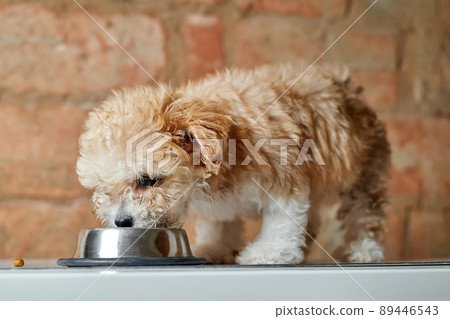Maltipoo puppy eats from a metal bowl on a brick wall background. Close-up, selective focus 89446543