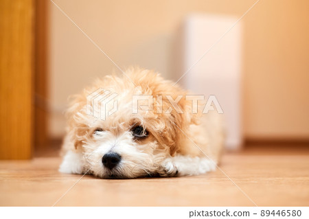 Maltipoo puppy is lying on the floor near the air purifier in the room Maltipoo puppy is lying on the floor near the air purifier in the room 89446580