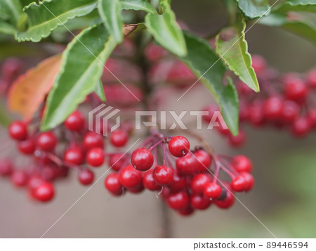 Red fruit of the mochi 89446594