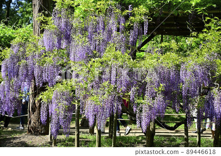 wisteria fall Wisteria, Amethyst Falls Wisteria 2 GALLON