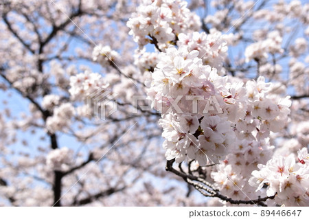 Cherry Blossoms Cherry Blossoms 89446647