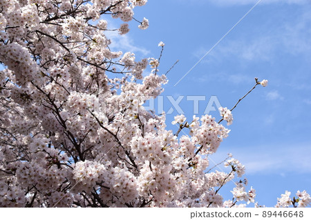 Cherry Blossoms Cherry Blossoms 89446648