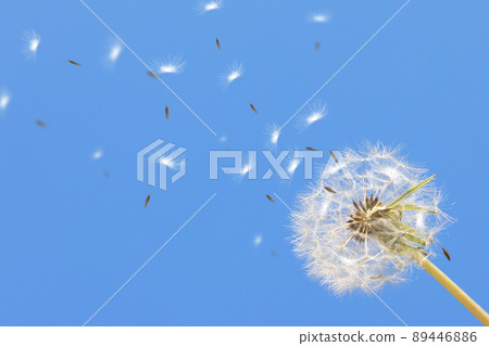 蒲公英絨毛在藍天飛舞 89446886