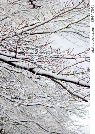A photo of a tree branch with snow 89447043