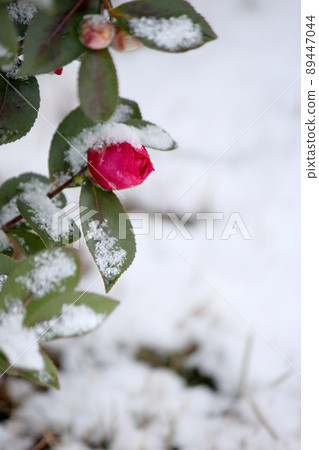 Snow-capped camellia buds 89447044