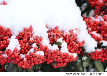 Red fruit covered with plenty of snow (probably the southern sky) 89447045