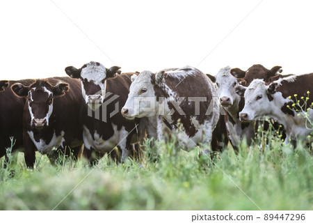 Cows in the Argentine countryside Cows in the Argentine countryside 89447296
