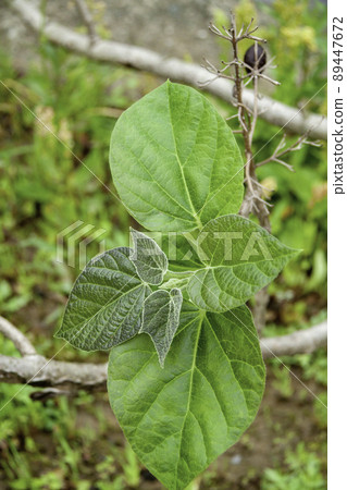 董的Wakaba 89447672