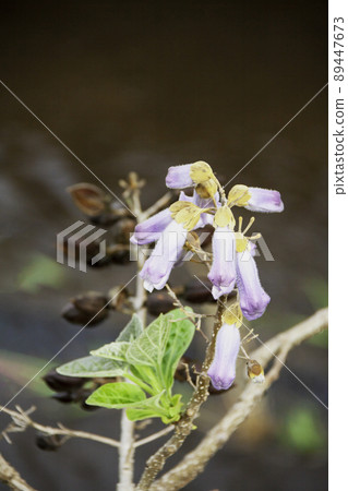 泡桐樹（花、種子、嫩葉） 89447673