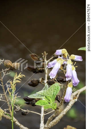 泡桐樹(花、種子、嫩葉) 泡桐樹(花、種子、嫩葉) 89447674