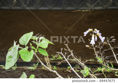 泡桐樹(花、種子、嫩葉) 泡桐樹(花、種子、嫩葉) 89447675