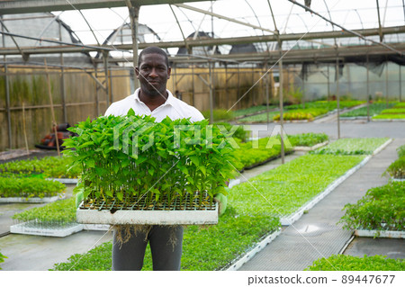 African american gardener caring for bell peppers African american gardener caring for bell peppers 89447677