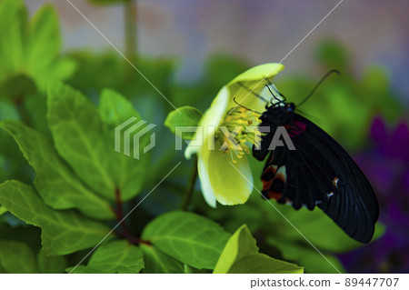 亮片將翅膀擱在一朵花上 亮片將翅膀擱在一朵花上 89447707