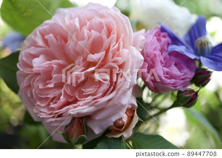 粉紅玫瑰的特寫 粉紅玫瑰的特寫 89447708