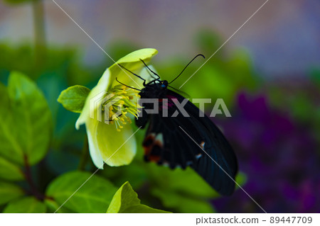 亮片將翅膀擱在一朵花上 亮片將翅膀擱在一朵花上 89447709