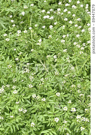 Watercress (Dutch mustard) flowers Watercress (Dutch mustard) flowers 89447879