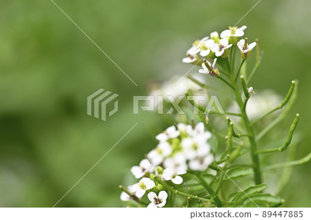 西洋菜（荷蘭芥末）花 89447885
