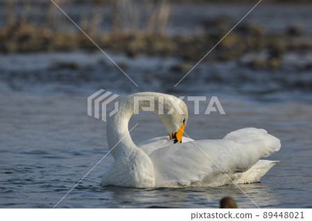 Swan 89448021