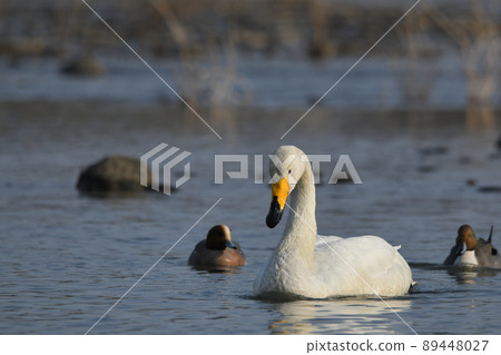 Swan 89448027