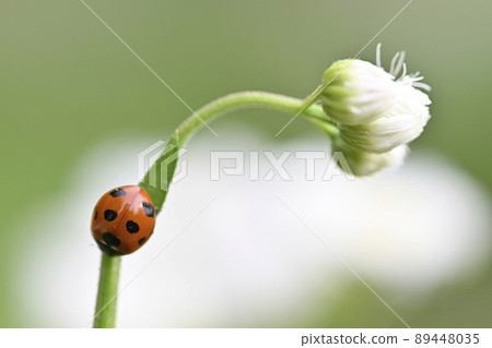 Ladybug (Nana Hoshi Tentou) Ladybug (Nana Hoshi Tentou) 89448035