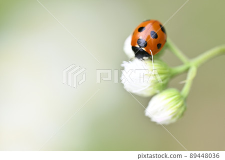Ladybug (Nana Hoshi Tentou) Ladybug (Nana Hoshi Tentou) 89448036