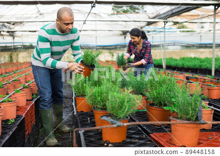 Man and woman gardeners holding pots with rosemary Man and woman gardeners holding pots with rosemary 89448158