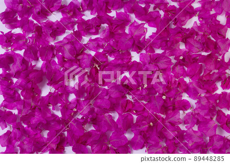 Pink floral background. Background from fresh purple flowers. 89448285
