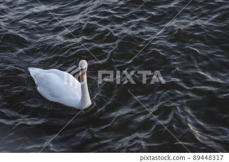Swan swimming in the lake in the evening 89448317