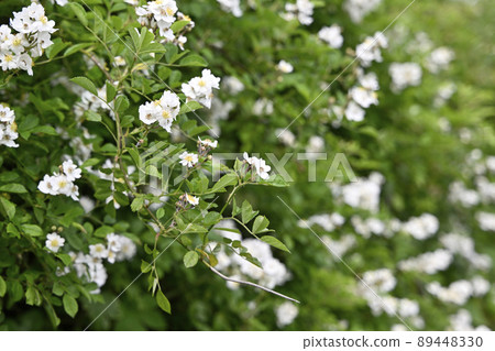 Neubara (Noibaru) 89448330